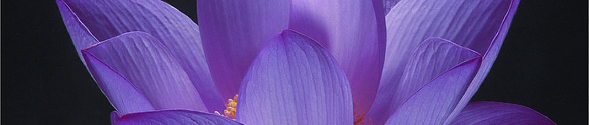 cropped-lotus-back.jpg