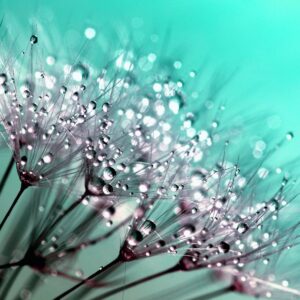 Usui Reiki Level 1